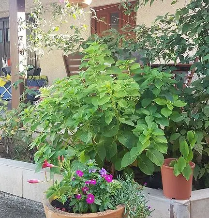 Apartment Ecio Banjole