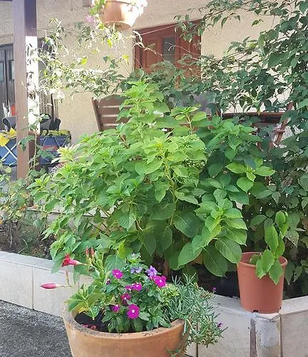 Lejlighed Ecio Banjole